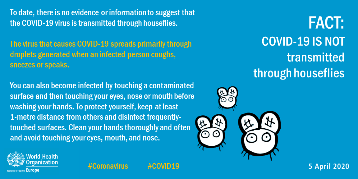 mythbuster houseflies